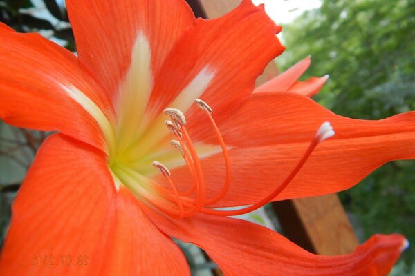 Lirio rojo con centro blanco