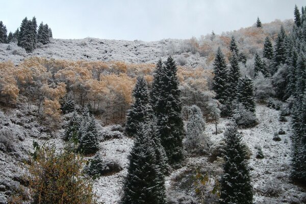 Winterliche heimische Weiten mit Bäumen