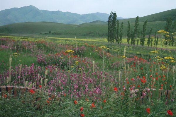 Dans la Prairie d été, de nombreuses fleurs ont fleuri