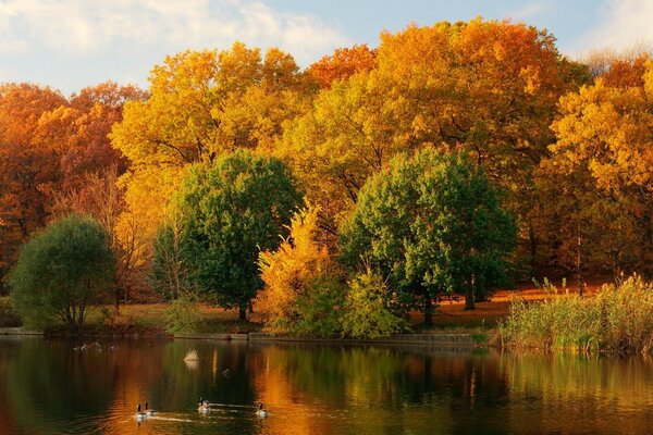 Nature of autumn on the lake shore