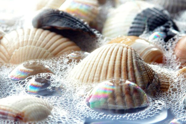 Seashells in water droplets