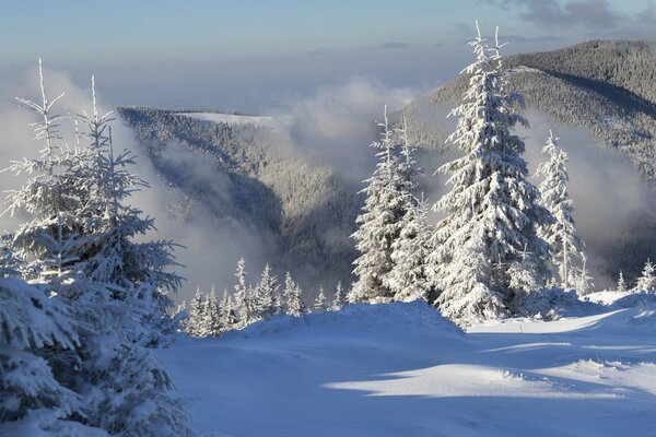 Snow-covered trees in the mountains on a sunny winter day