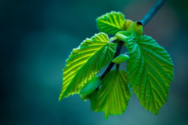 Macro photography of a branch with green leaves