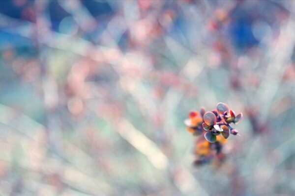 Macro d une fleur sur fond flou