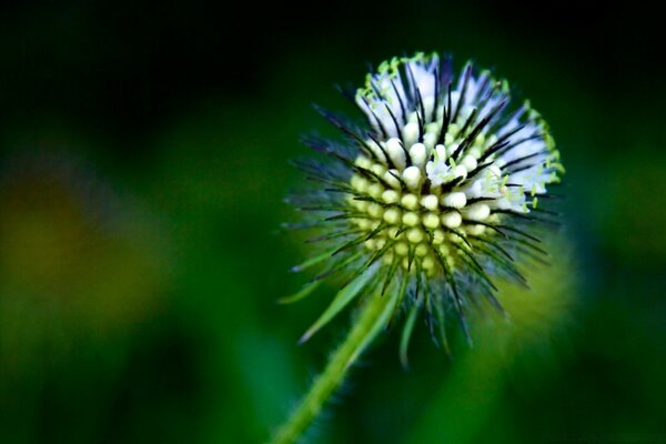 Uma flor incomum no protetor de tela