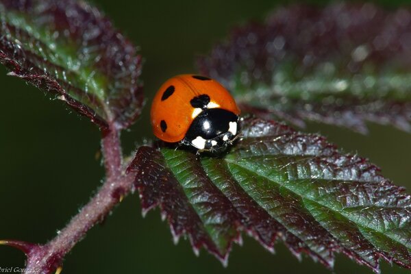 Immobilier coccinelle