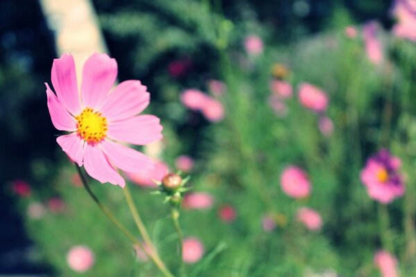 Brillante, verano, flor rosa