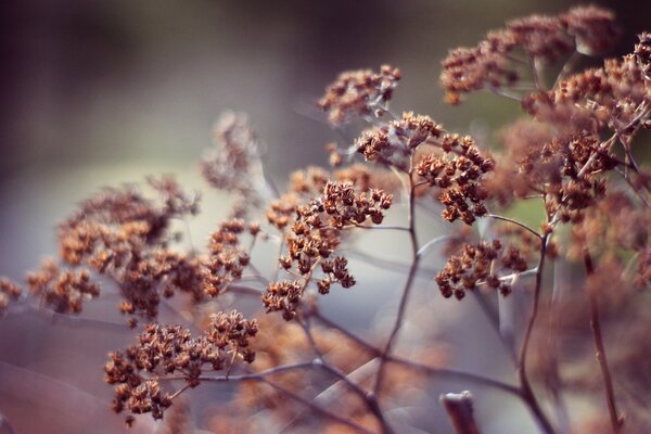 Trockenes Gras in der Natur mit Blumen