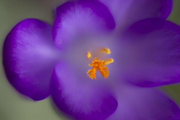 Fotografía macro de una flor con pétalos morados