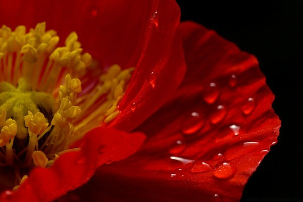 Fotografia Macro de gotas de orvalho EM UMA flor