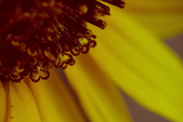 Yellow sunflower petals with pollen