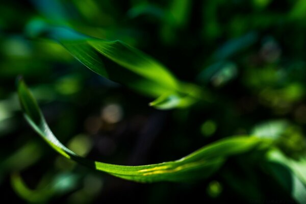 Hojas de la naturaleza de la planta en el sol