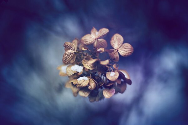 Beautiful flowers in the natural flora