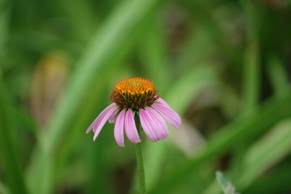 Flor de verano en un Prado verde