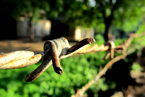 Macro photography of a wooden fence in the garden