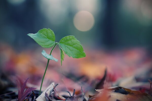 Macro nature feuille flou