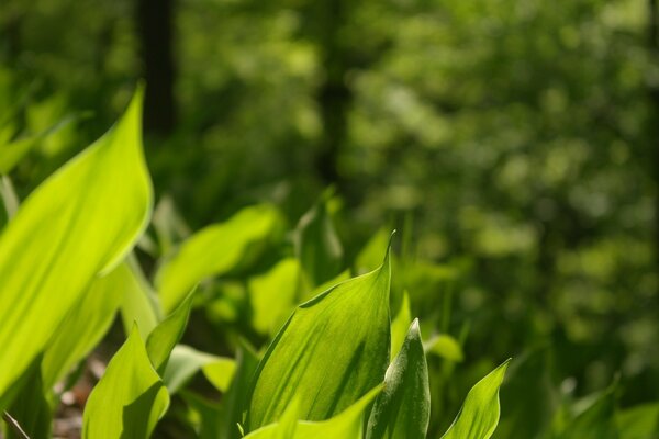 Feuilles vertes fond flou