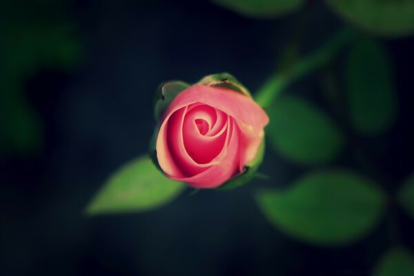 A rose on a background of blurred leaves