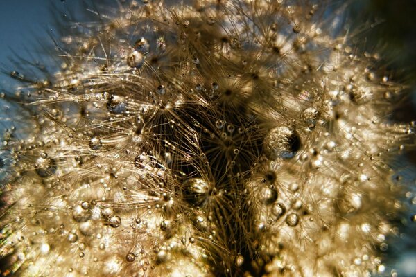 Macro close-up of a dandelion