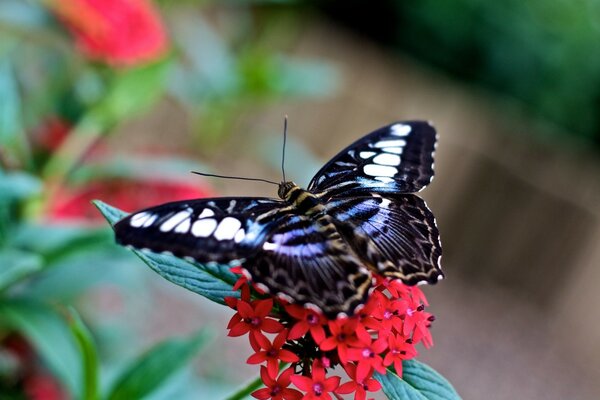 Macro de papillon sur la fleur, insecte à l extérieur