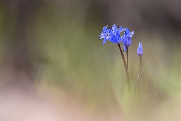 Cornflowers on a blurry green background