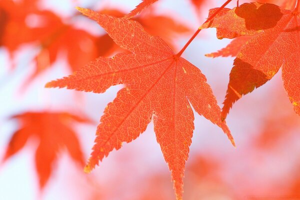 Otoño, hoja de arce brillante