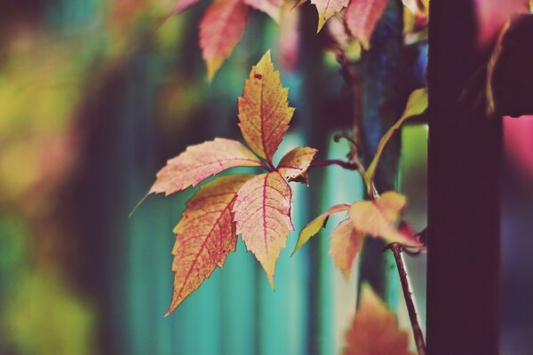 Hojas de otoño rojo-naranja en una rama