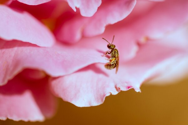 Fotografía macro de una abeja en un pétalo rosa