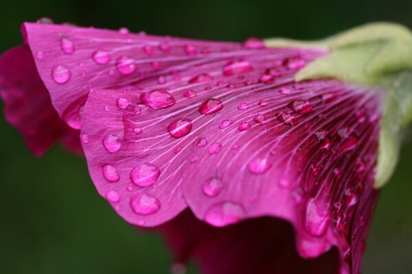 With color, macro photography will turn out very well