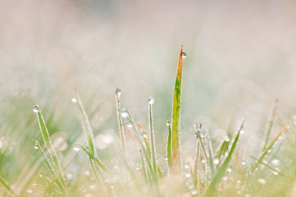 Herbe verte dans les rayons du soleil du matin et les gouttes de rosée scintillantes