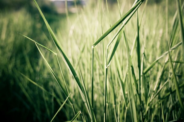 Macro d herbe verte sur la pelouse