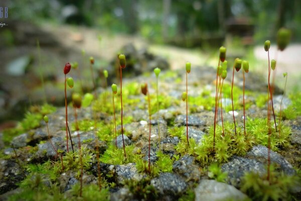 Macro photography of soil and plant sprouts in nature