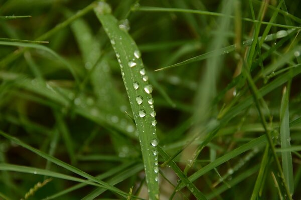 Morning dew on the green grass