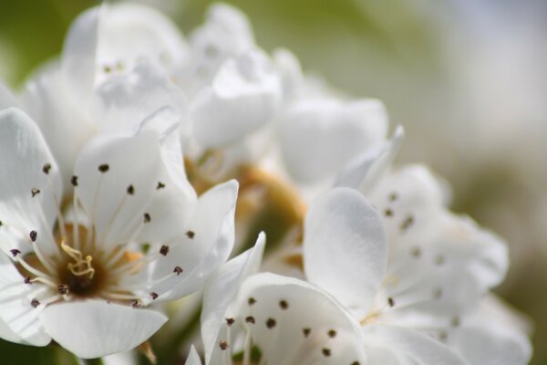 Belles fleurs blanches mouchetées