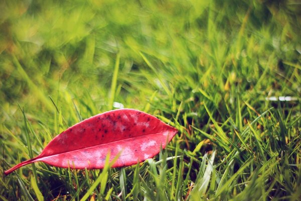 In der Natur gibt es im Herbst schöne bunte Blütenblätter