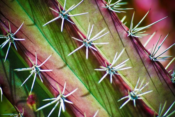 Las espinas de un hermoso cactus crecen