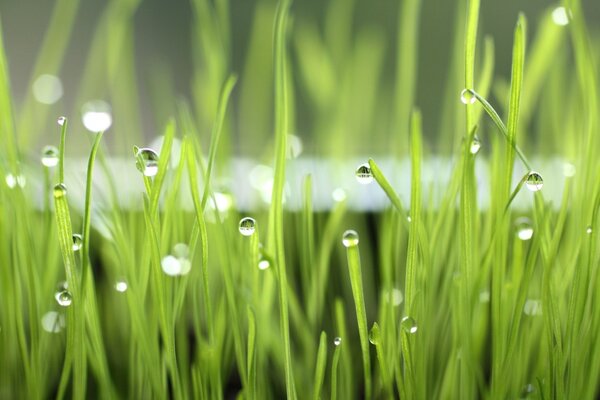 Green grass and dew drops