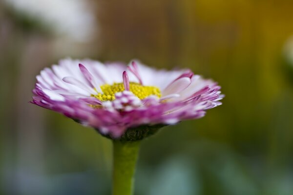 Macro fotografía de flores con pétalos de rosa