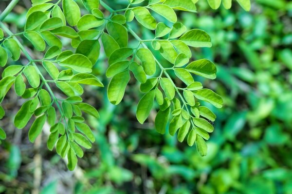 Foglie di albero rimosse grossolanamente