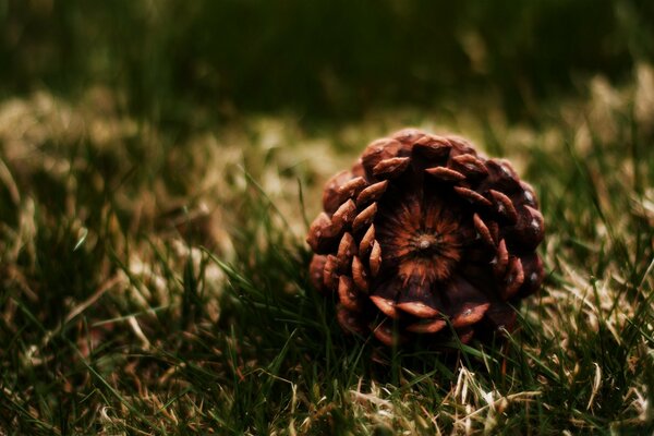 Beautiful photo of a cone in the forest