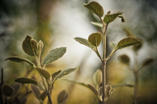 The flora tree leaves are not often found