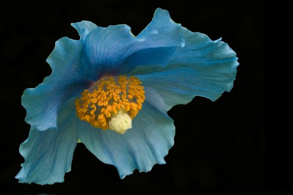 Big goleboy flower on a black background