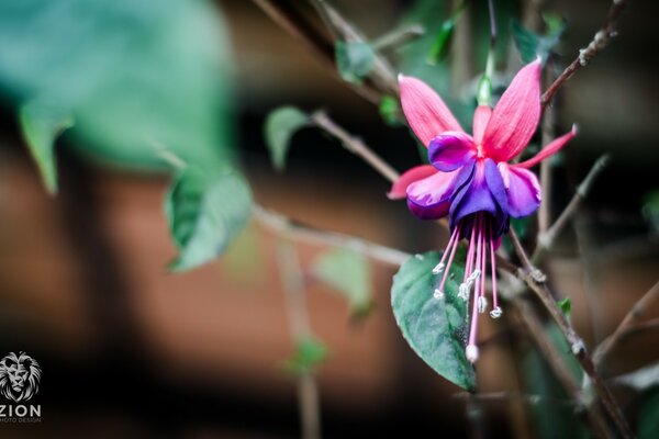 Macro photography of a color sheet in nature