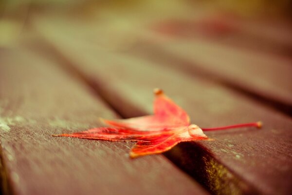 Automne flou macro feuille d automne