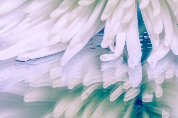 Blurred petals of a beautiful flower