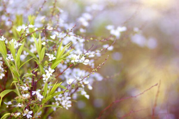 Ein zartes Bouquet von Wildblumen