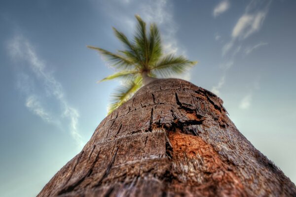 Palme am Berg und blauer Himmel