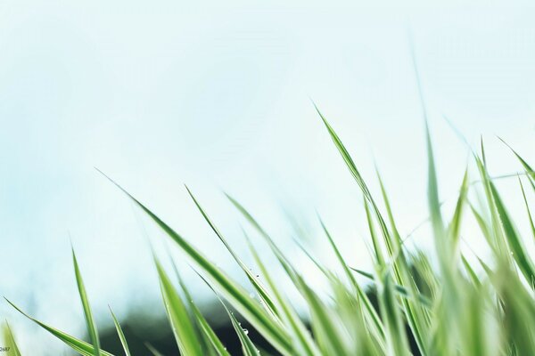 Macro grass in the morning dew