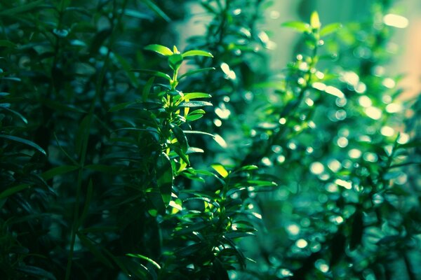 Hermosa vegetación creciendo bajo el Sol