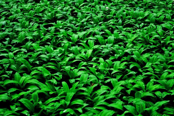 A field with a harvest of green grass